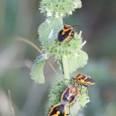Agonoscelis rutila (Horehound bug) at Pialligo, ACT - 8 Mar 2024 by JimL