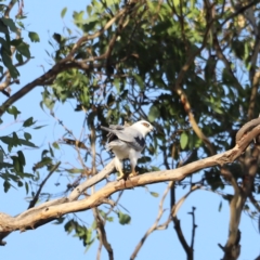 Elanus axillaris (Black-shouldered Kite) at Campbell Park Woodland - 8 Mar 2024 by JimL