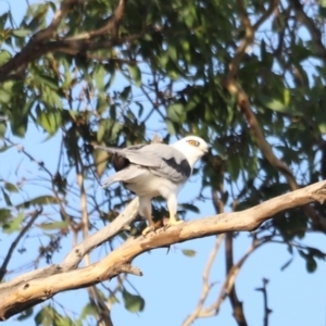 Elanus axillaris at Campbell Park Woodland - 8 Mar 2024