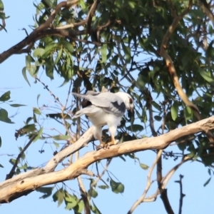 Elanus axillaris at Campbell Park Woodland - 8 Mar 2024