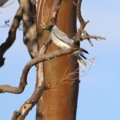 Coracina novaehollandiae (Black-faced Cuckooshrike) at Mount Ainslie - 8 Mar 2024 by JimL