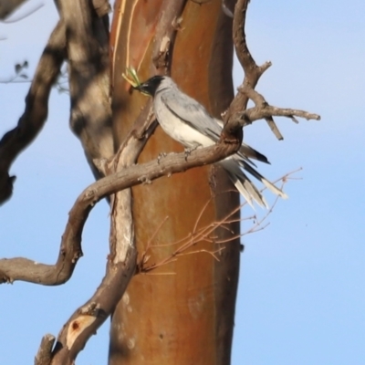 Coracina novaehollandiae (Black-faced Cuckooshrike) at Pialligo, ACT - 8 Mar 2024 by JimL