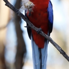 Platycercus elegans (Crimson Rosella) at Pialligo, ACT - 8 Mar 2024 by JimL