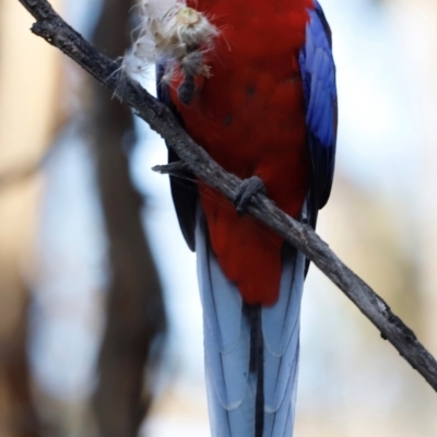 Platycercus elegans (Crimson Rosella) at Campbell Park Woodland - 8 Mar 2024 by JimL