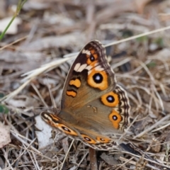 Junonia villida (Meadow Argus) at Pialligo, ACT - 8 Mar 2024 by JimL