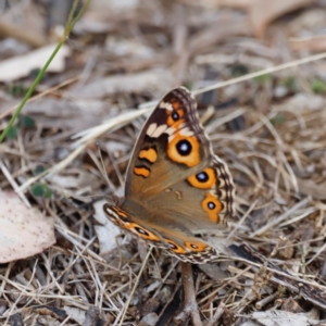 Junonia villida at Campbell Park Woodland - 8 Mar 2024