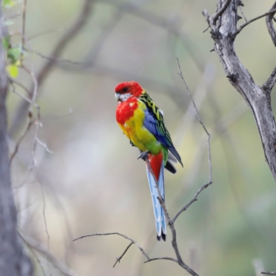 Platycercus eximius (Eastern Rosella) at Campbell Park Woodland - 8 Mar 2024 by JimL