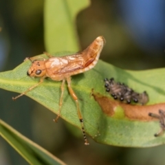 Pseudoperga sp. (genus) (Sawfly, Spitfire) at Dickson, ACT - 6 Mar 2024 by AlisonMilton