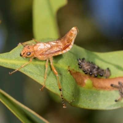 Pseudoperga sp. (genus) (Sawfly, Spitfire) at Dickson, ACT - 6 Mar 2024 by AlisonMilton