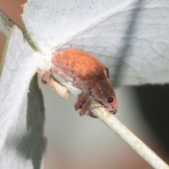 Gonipterus scutellatus (Eucalyptus snout beetle, gum tree weevil) at Dickson, ACT - 6 Mar 2024 by AlisonMilton