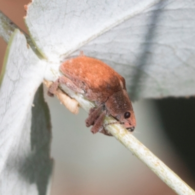 Gonipterus scutellatus (Eucalyptus snout beetle, gum tree weevil) at Dickson, ACT - 7 Mar 2024 by AlisonMilton
