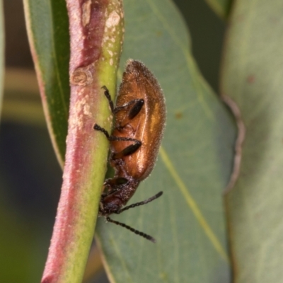 Ecnolagria grandis (Honeybrown beetle) at Dickson Wetland - 7 Mar 2024 by AlisonMilton