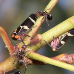 Eurymeloides pulchra (Gumtree hopper) at Dickson Wetland - 6 Mar 2024 by AlisonMilton