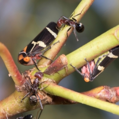 Eurymeloides pulchra (Gumtree hopper) at Dickson Wetland Corridor - 6 Mar 2024 by AlisonMilton