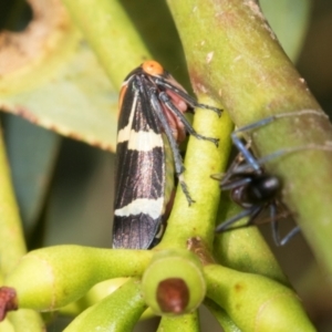 Eurymeloides pulchra at Dickson Wetland Corridor - 7 Mar 2024