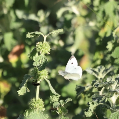 Pieris rapae (Cabbage White) at Mount Ainslie - 8 Mar 2024 by JimL