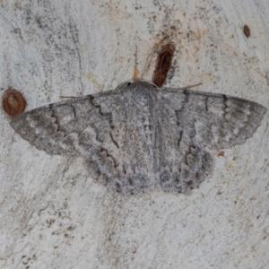 Crypsiphona ocultaria at Dickson Wetland Corridor - 7 Mar 2024 09:11 AM