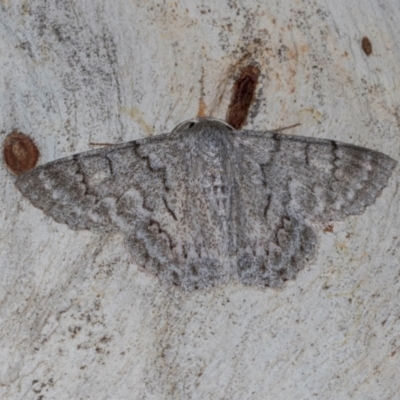 Crypsiphona ocultaria (Red-lined Looper Moth) at Dickson, ACT - 6 Mar 2024 by AlisonMilton