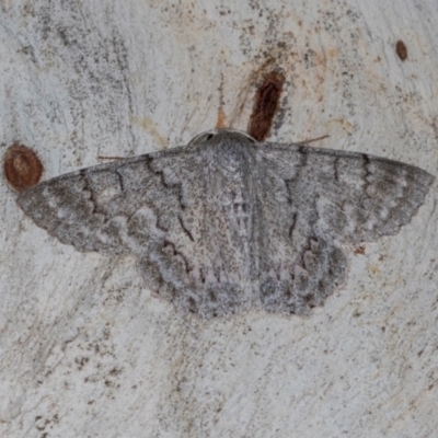 Crypsiphona ocultaria (Red-lined Looper Moth) at Dickson Wetland - 7 Mar 2024 by AlisonMilton