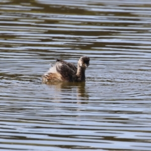 Tachybaptus novaehollandiae at Coombs Ponds - 8 Mar 2024