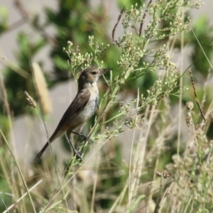 Acrocephalus australis at Coombs Ponds - 8 Mar 2024 11:45 AM