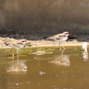 Charadrius melanops at Coombs Ponds - 8 Mar 2024 11:26 AM