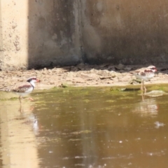 Charadrius melanops at Coombs Ponds - 8 Mar 2024