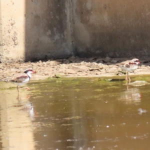 Charadrius melanops at Coombs Ponds - 8 Mar 2024 11:26 AM