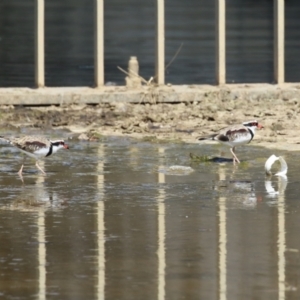 Charadrius melanops at Coombs Ponds - 8 Mar 2024 11:26 AM