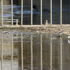 Charadrius melanops at Coombs Ponds - 8 Mar 2024