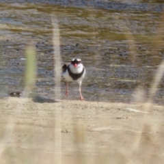 Charadrius melanops at Coombs Ponds - 8 Mar 2024