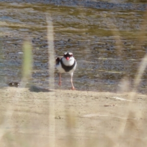 Charadrius melanops at Coombs Ponds - 8 Mar 2024 11:26 AM