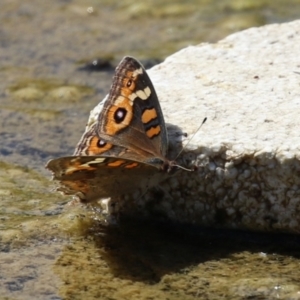 Junonia villida at Coombs Ponds - 8 Mar 2024 11:03 AM