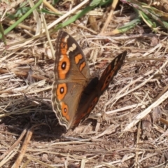 Junonia villida at Coombs Ponds - 8 Mar 2024