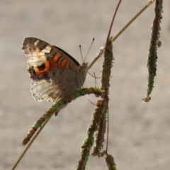 Junonia villida at Coombs Ponds - 8 Mar 2024