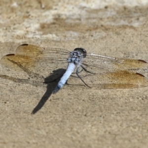 Orthetrum caledonicum at Coombs Ponds - 8 Mar 2024