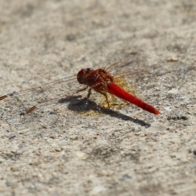 Diplacodes haematodes (Scarlet Percher) at Coombs Ponds - 7 Mar 2024 by RodDeb