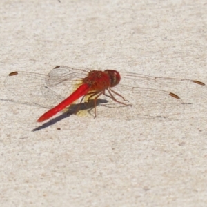 Diplacodes haematodes at Coombs Ponds - 8 Mar 2024