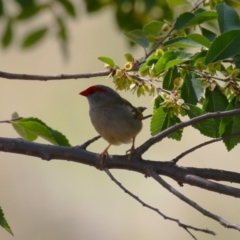 Neochmia temporalis (Red-browed Finch) at Coombs, ACT - 8 Mar 2024 by RodDeb