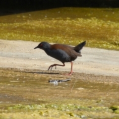 Zapornia tabuensis (Spotless Crake) at Coombs Ponds - 8 Mar 2024 by RodDeb