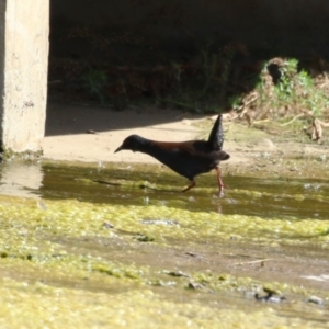 Zapornia tabuensis at Coombs Ponds - 8 Mar 2024