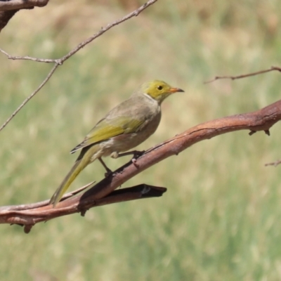 Ptilotula penicillata (White-plumed Honeyeater) at Coombs Ponds - 8 Mar 2024 by RodDeb