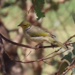 Ptilotula penicillata at Coombs Ponds - 8 Mar 2024 11:38 AM