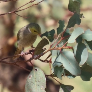 Ptilotula penicillata at Coombs Ponds - 8 Mar 2024