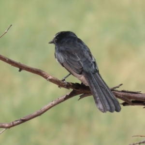 Rhipidura leucophrys at Coombs Ponds - 8 Mar 2024