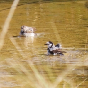 Epthianura albifrons at Coombs Ponds - 8 Mar 2024