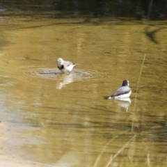 Epthianura albifrons at Coombs Ponds - 8 Mar 2024