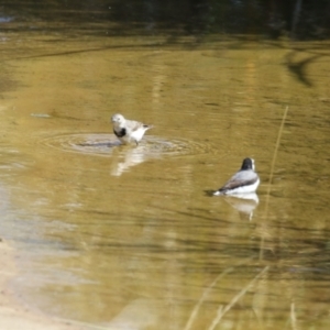 Epthianura albifrons at Coombs Ponds - 8 Mar 2024