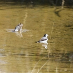 Epthianura albifrons at Coombs Ponds - 8 Mar 2024