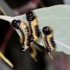 Paropsis atomaria (Eucalyptus leaf beetle) at Dickson Wetland - 7 Mar 2024 by AlisonMilton